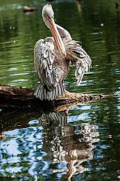 《光环》系列开发商343工业创建者邦妮罗斯离职